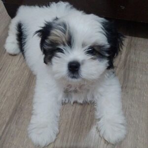Baxter