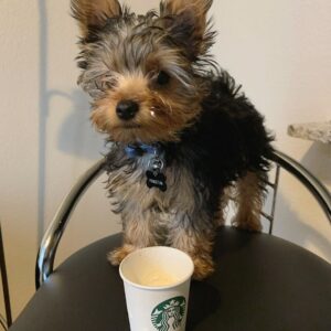 Janis Female Yorkie puppy