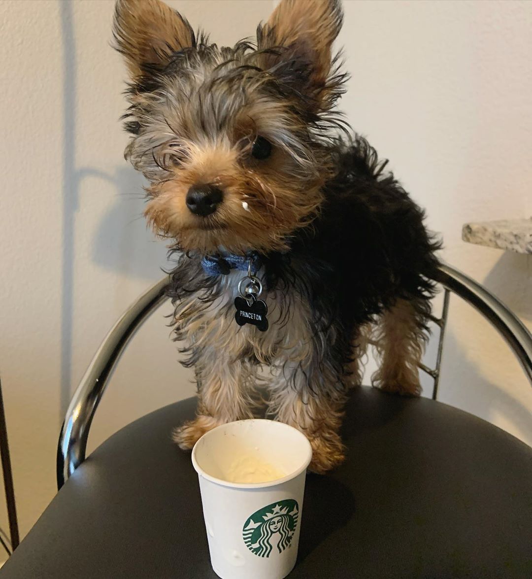 Janis Female Yorkie puppy