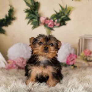 Iris Male Yorkie puuppy