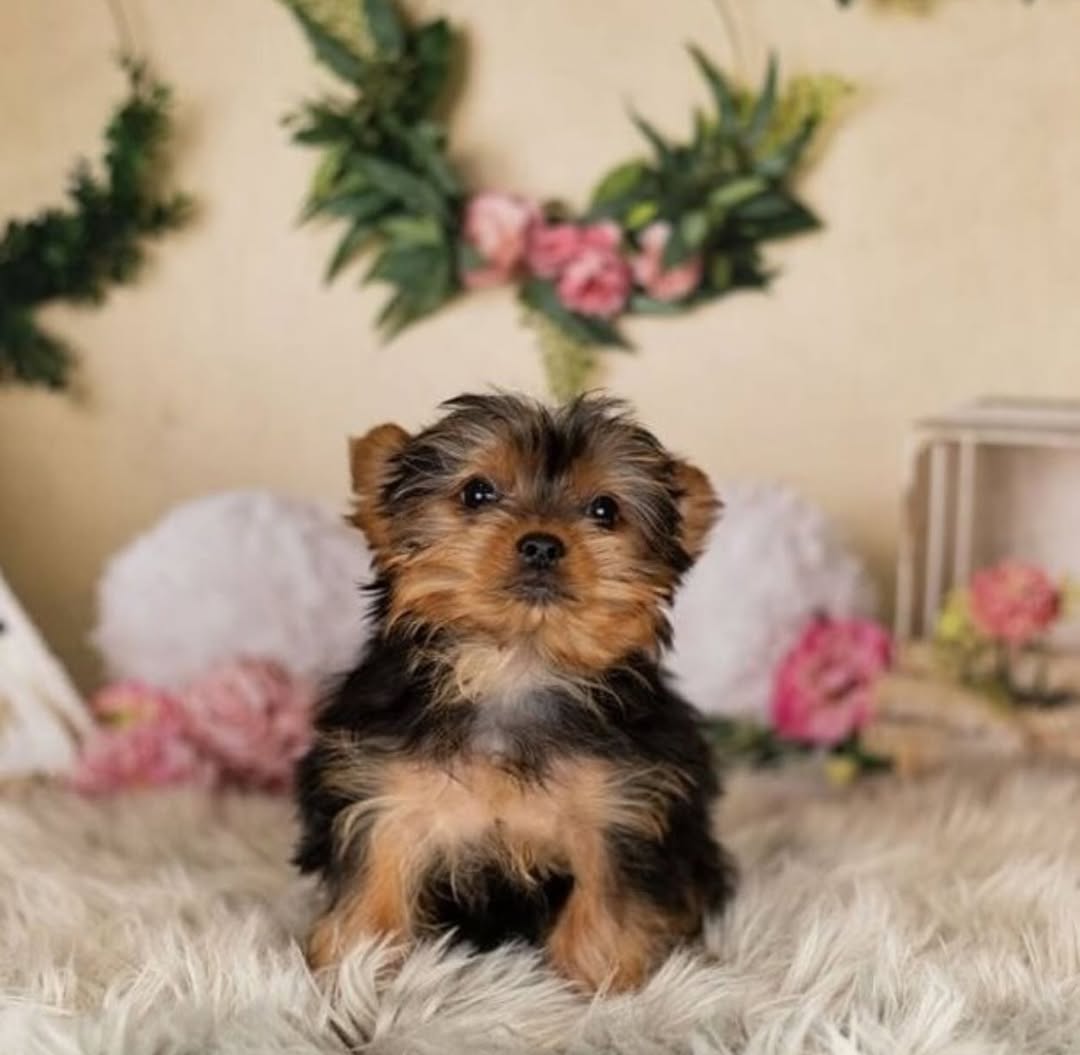 Iris Male Yorkie puuppy