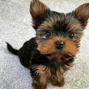 Gigi Male Yorkie puppy