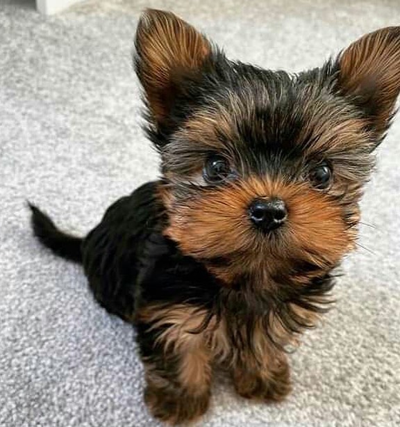 Gigi Male Yorkie puppy