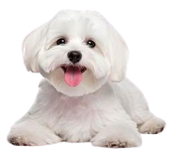 Malese Puppies