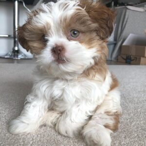 Trixie