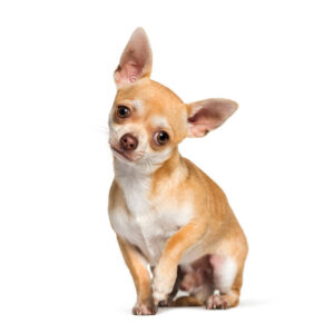 Chihuahua Puppies