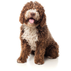 Poodle Puppies
