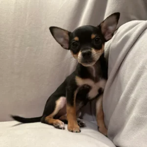 Bruno