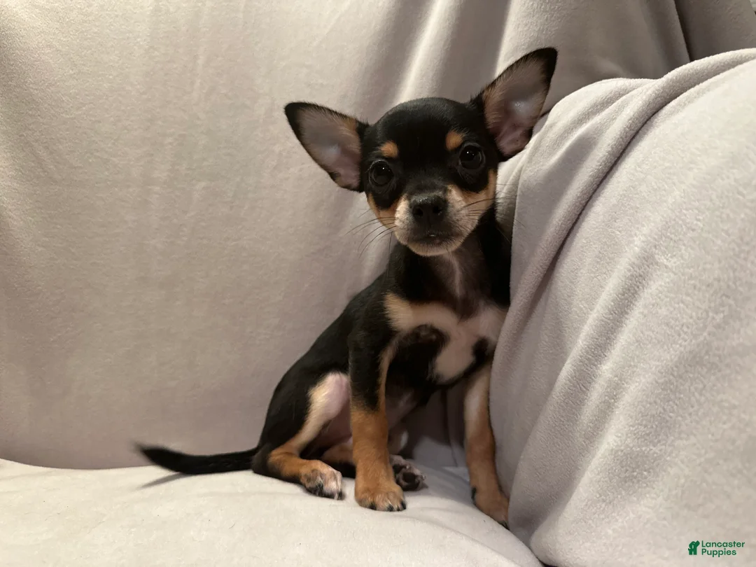 Bruno