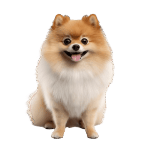 Pomeranian Puppies
