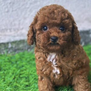 Toy poodle